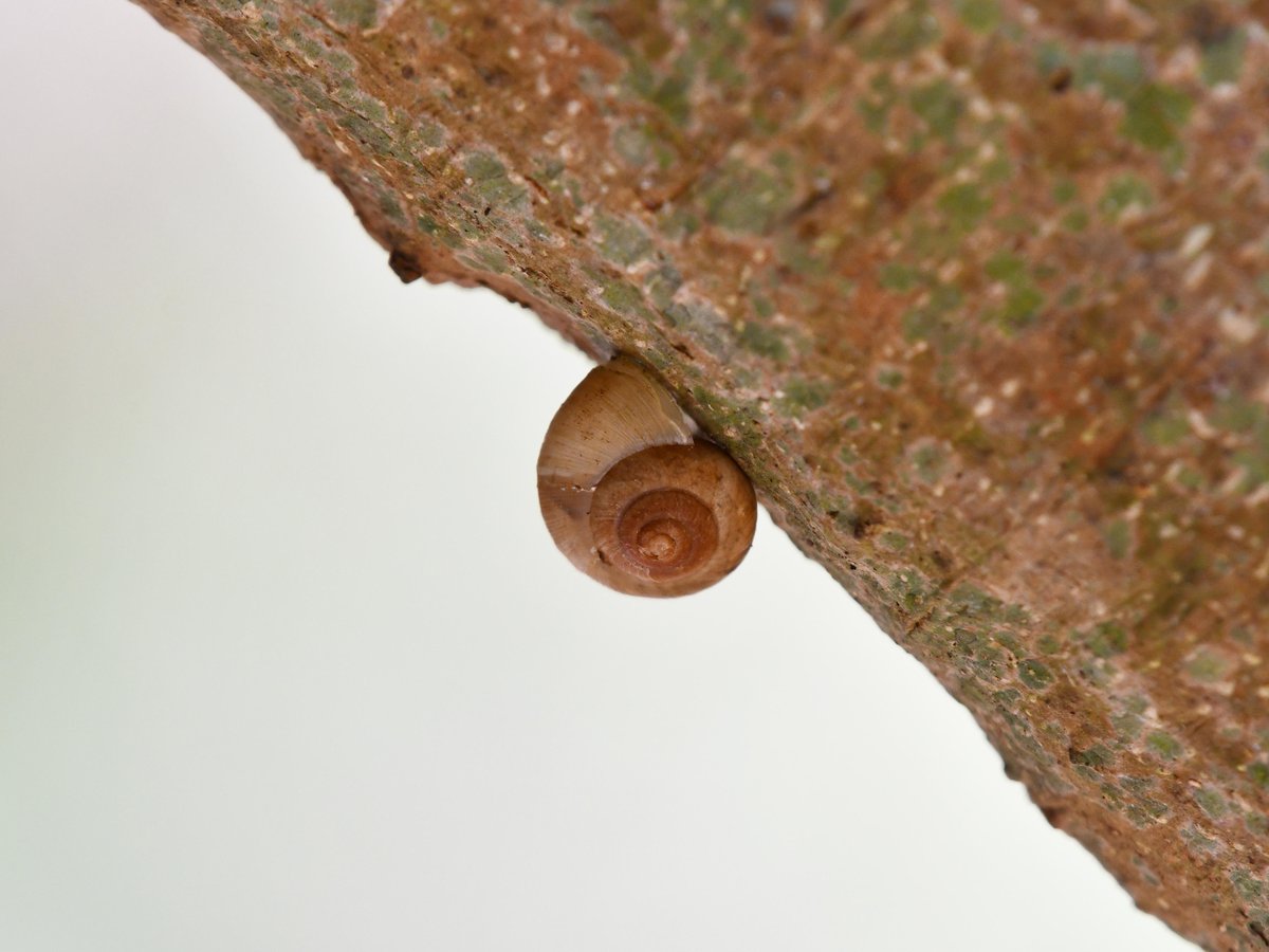 #51:
          Unidentified Land Snail, Okinawa.
          f/ at mm - Shutter Speed: - ISO: